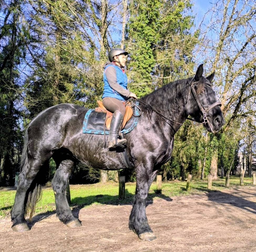 Jument Percheronne noire 