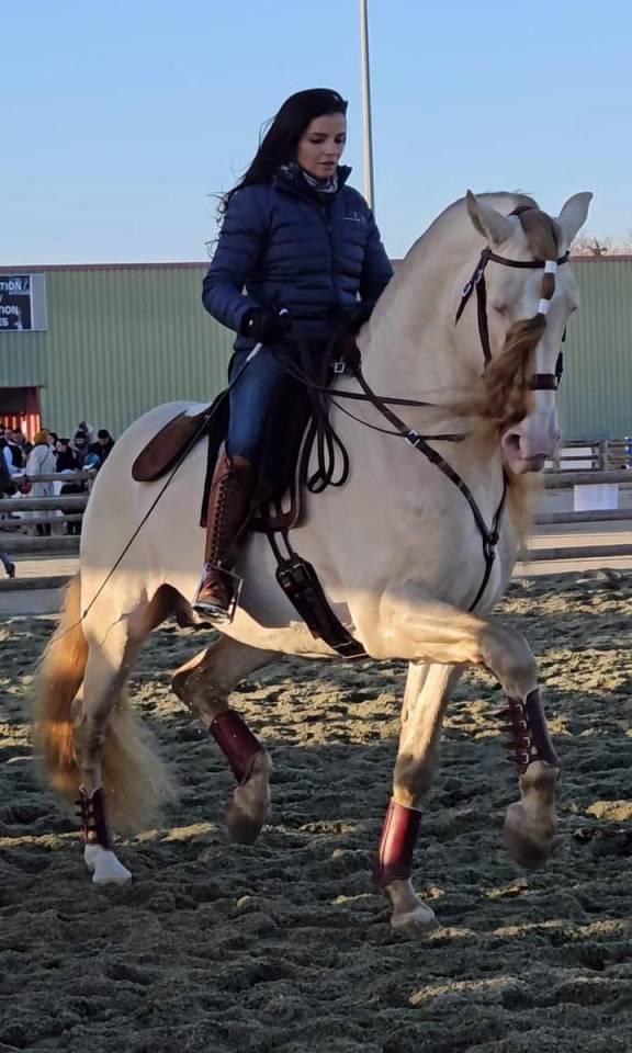 POULAIN ENTIER PURE RACE ESPAGNOL 