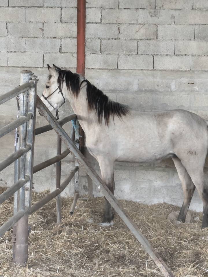 POULAIN ENTIER PURE RACE ESPAGNOL 