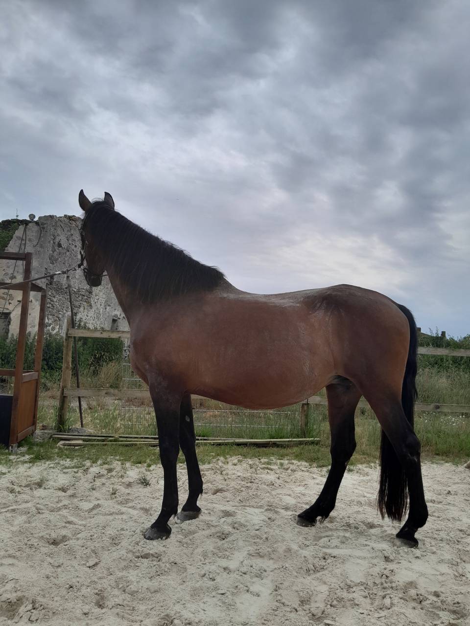 POULAIN ENTIER PURE RACE ESPAGNOL 