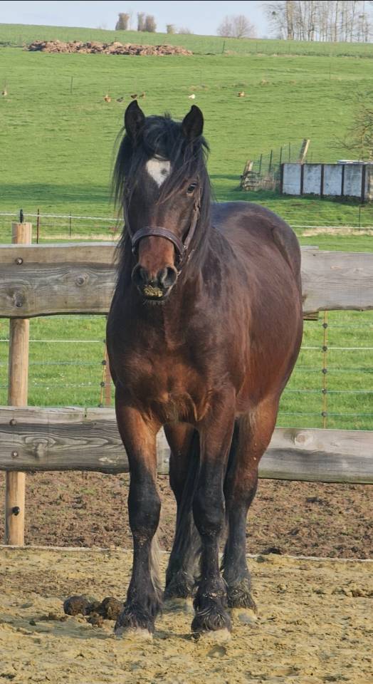 New forest de croisement