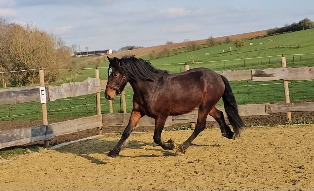 New forest de croisement