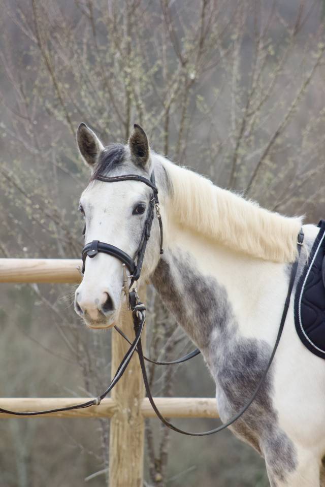 Jeune jument de CSO/CCE pie grise