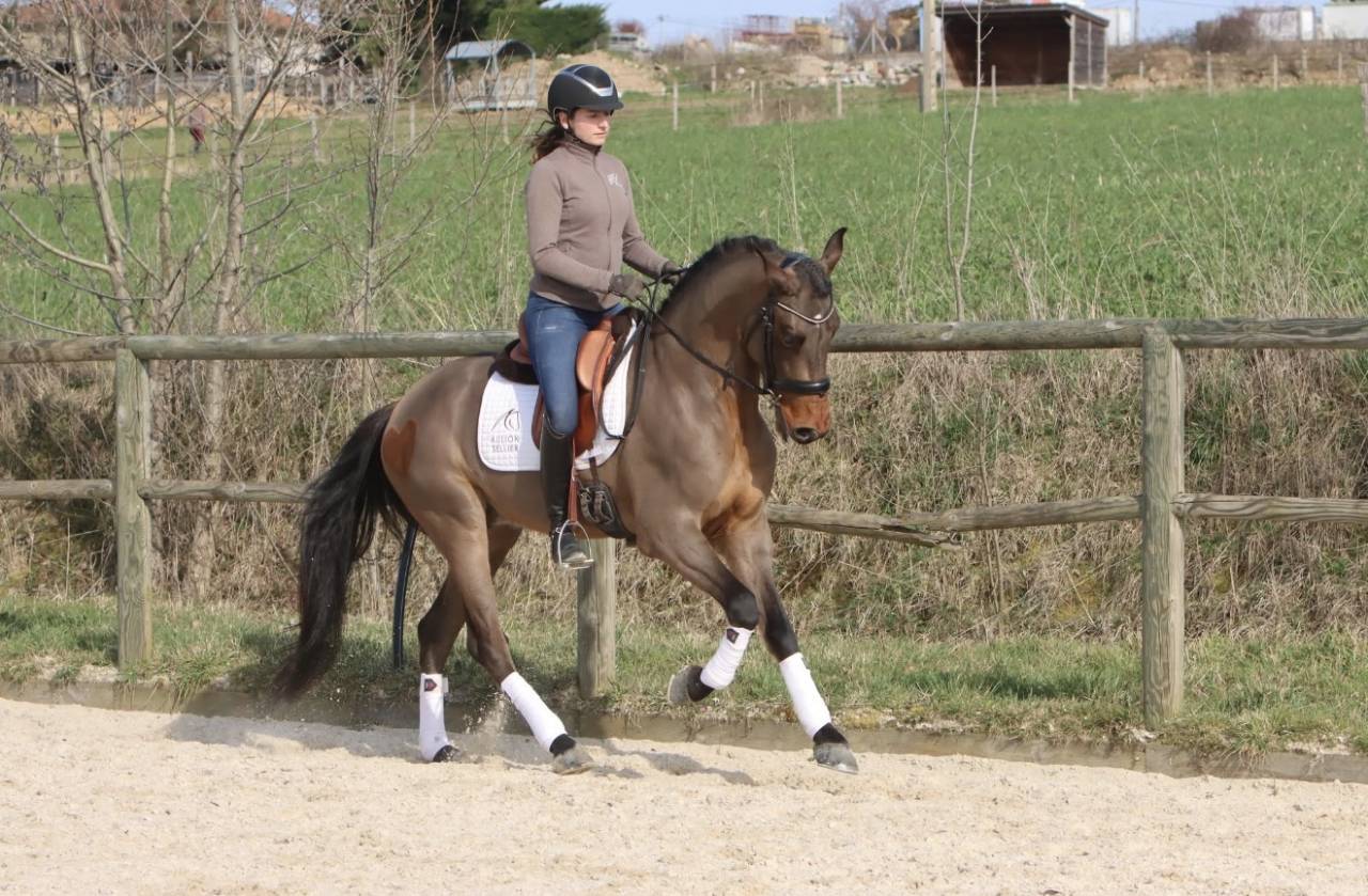 Hongre Pure race Espagnole de 6 ans,
