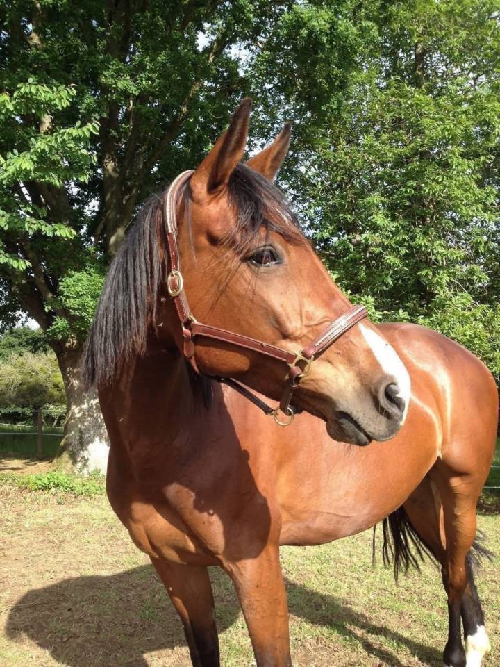 Embryon Untouchable 27 X Winnigwood X Diamant