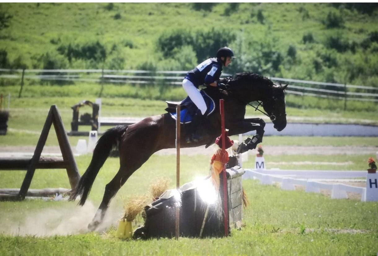 MAGNIFIQUE JUMENT SELLE FRAN&Ccedil;AIS 