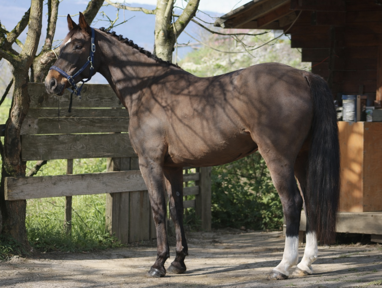 MAGNIFIQUE JUMENT SELLE FRAN&Ccedil;AIS 
