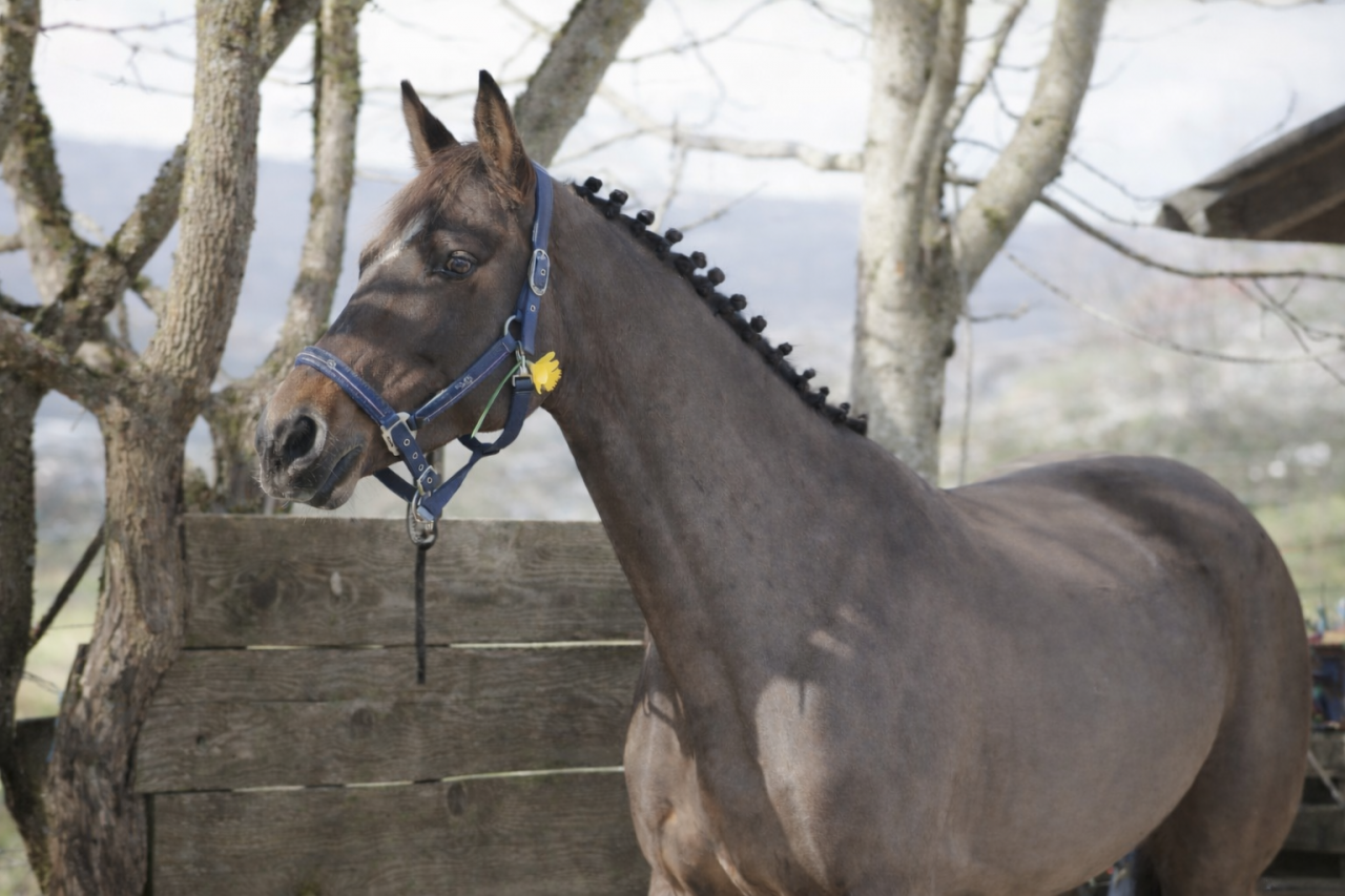 MAGNIFIQUE JUMENT SELLE FRAN&Ccedil;AIS 