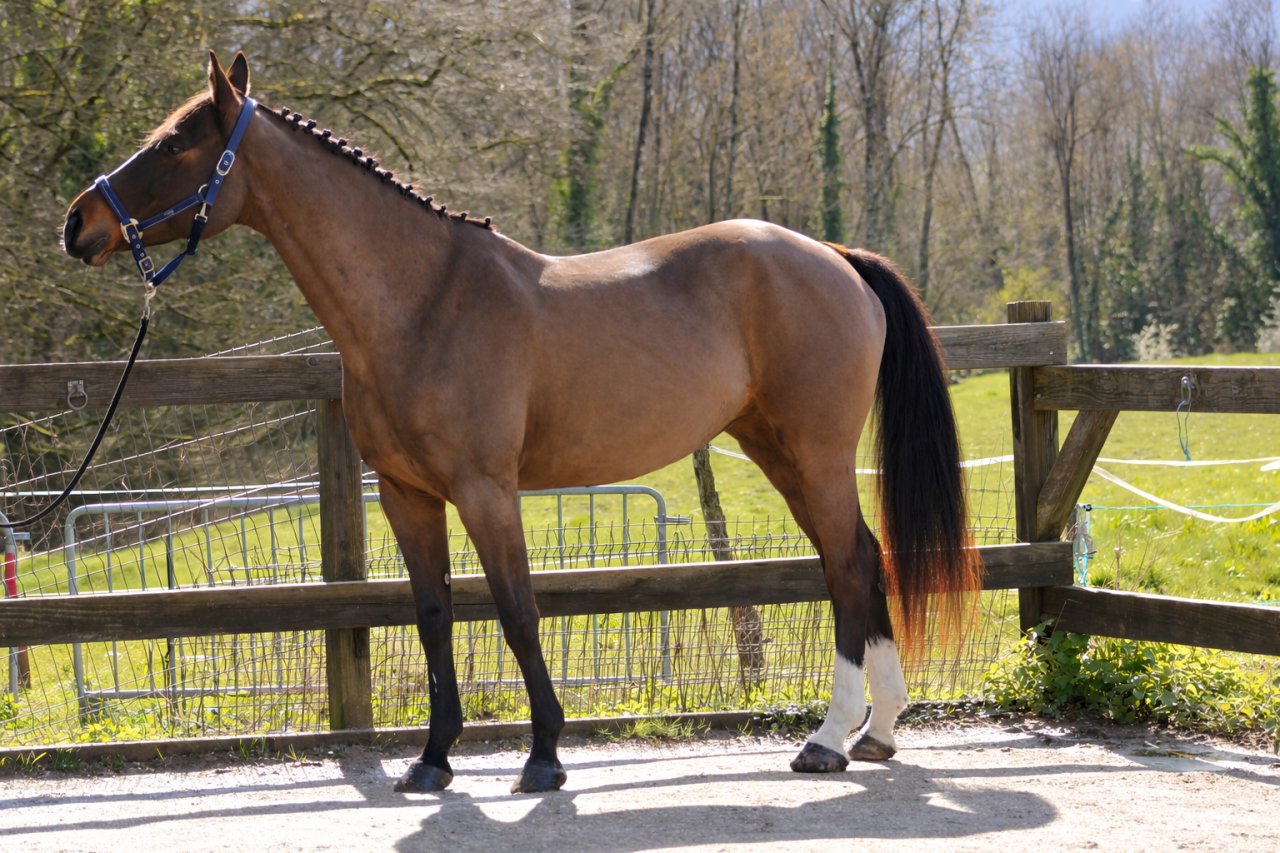 MAGNIFIQUE JUMENT SELLE FRAN&Ccedil;AIS 