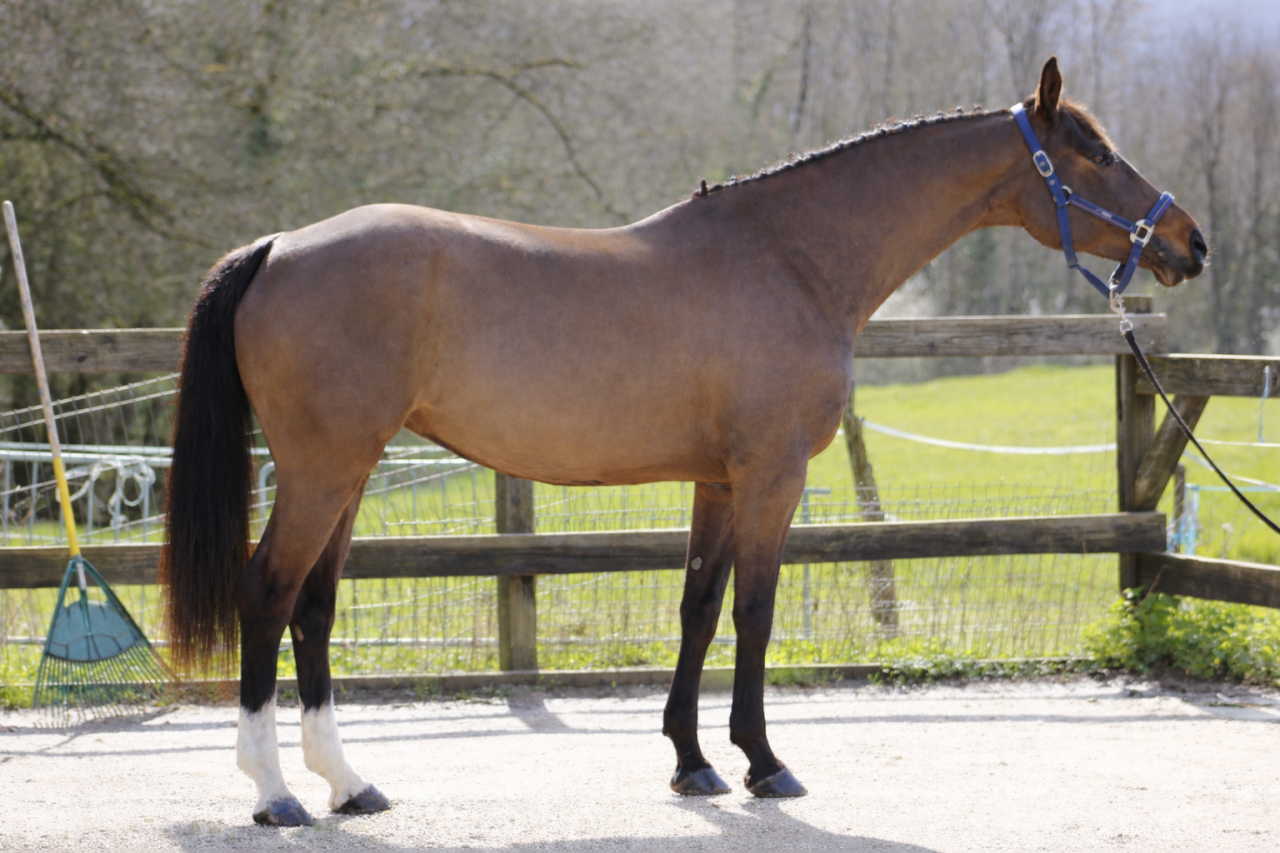 MAGNIFIQUE JUMENT SELLE FRAN&Ccedil;AIS 