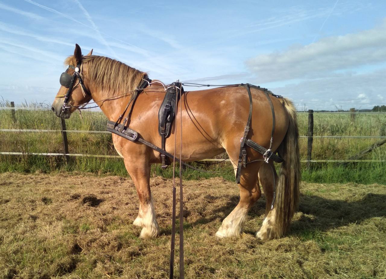 jument trait bretonne