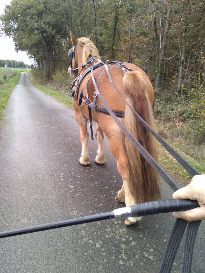 jument trait bretonne