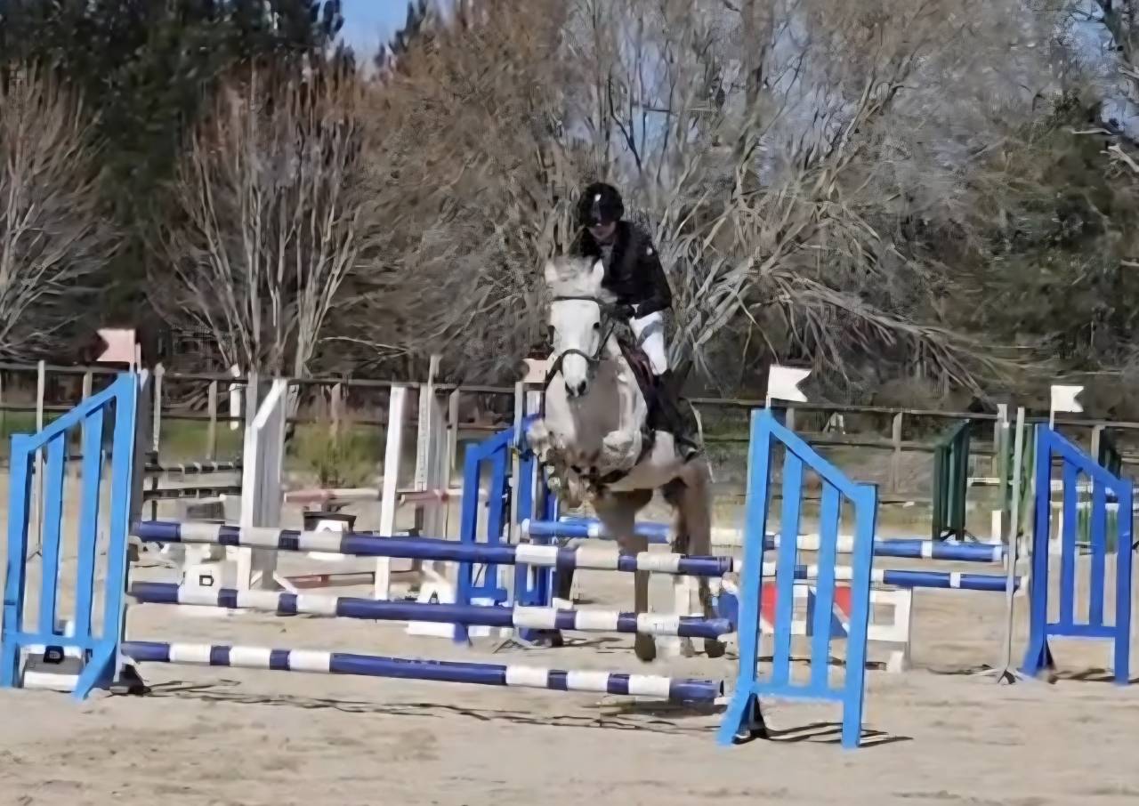 Poney de Sport