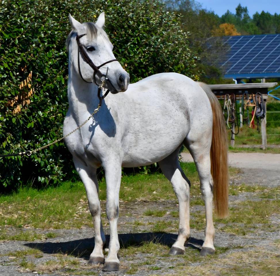 Poney de Sport