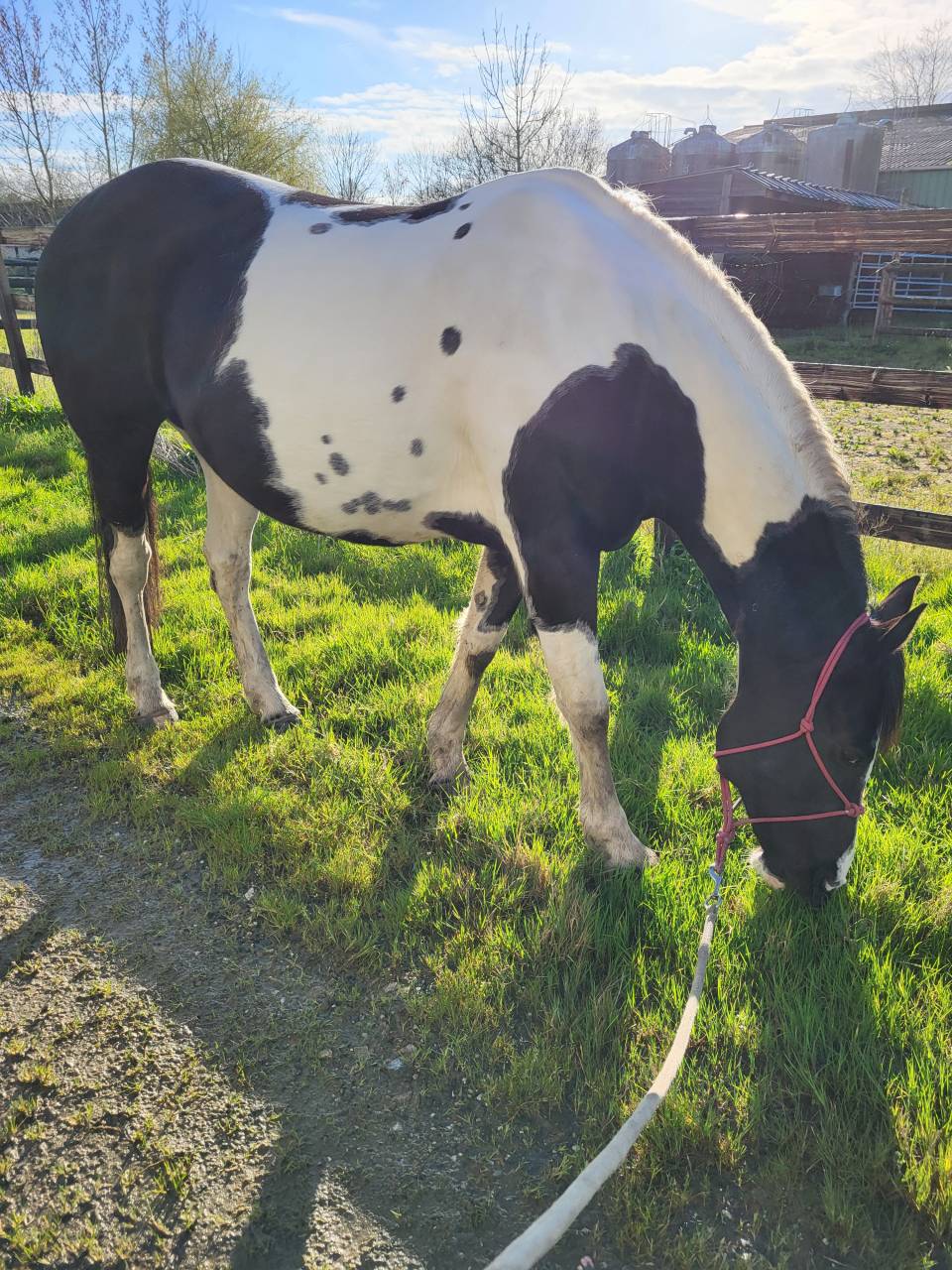 Demi-pension sur jument paint horse 