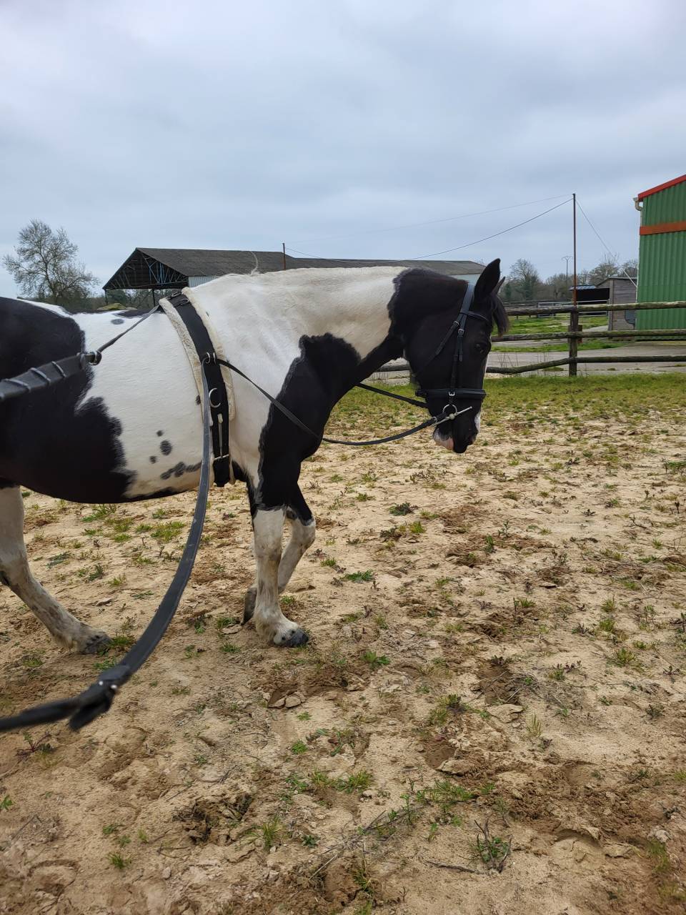 Demi-pension sur jument paint horse 