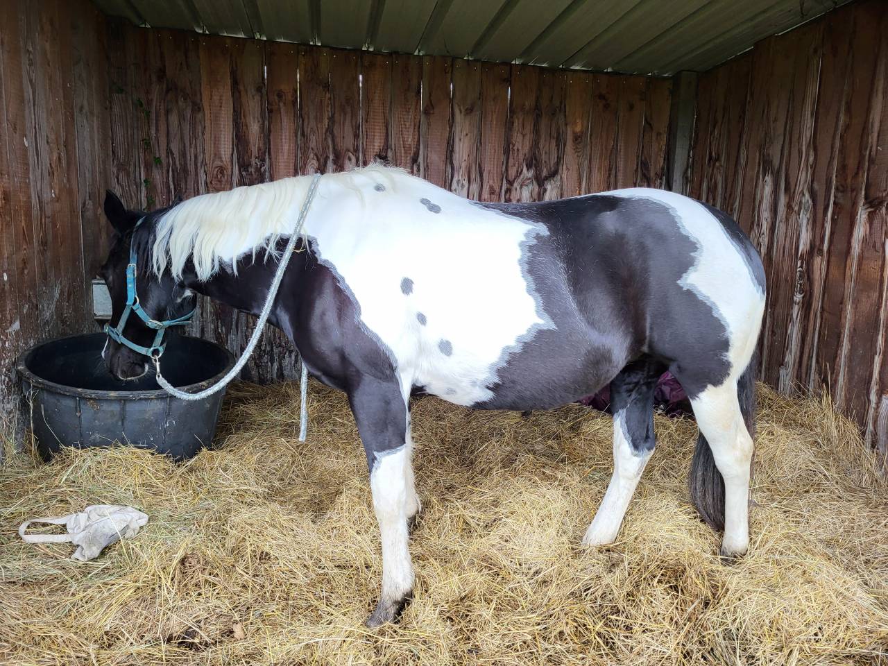 Demi-pension sur jument paint horse 