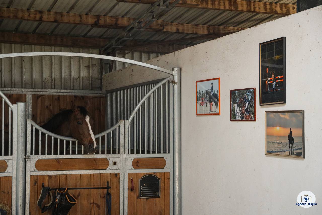 Pensions pr&eacute; ou boxe/paddock dans structure de qualit&eacute; 