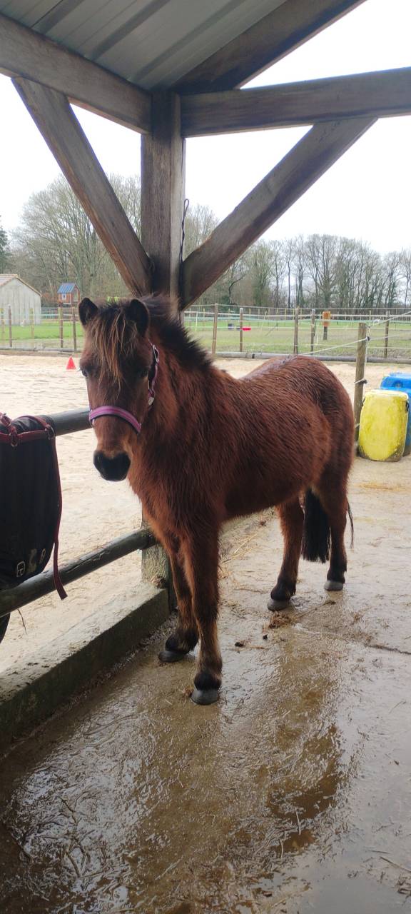 Ponette de loisir, 8ans, onc, 1.16m, tr&egrave;s bien mont&eacute;e.