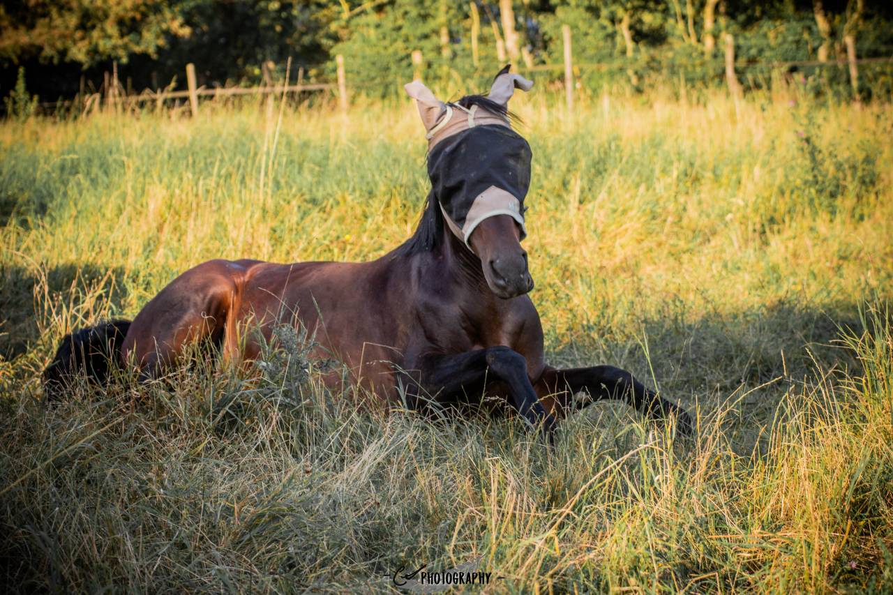 pension pr&eacute; &agrave; l&rsquo;ann&eacute;e &ndash; Edel&rsquo;Paradise (proche 79-85-17)