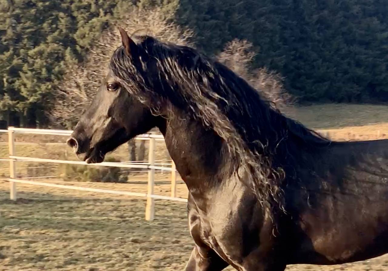 Magnifique hongre noir PRE plein papier de 8 ans