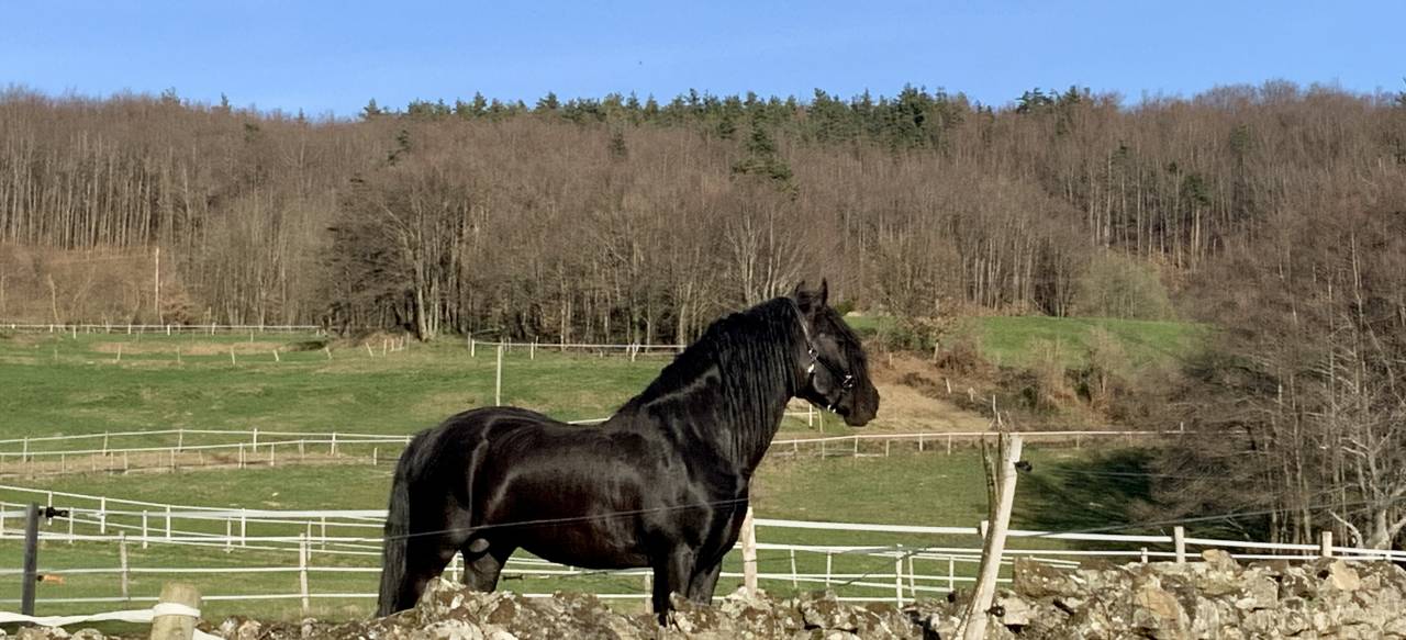 Magnifique hongre noir PRE plein papier de 8 ans