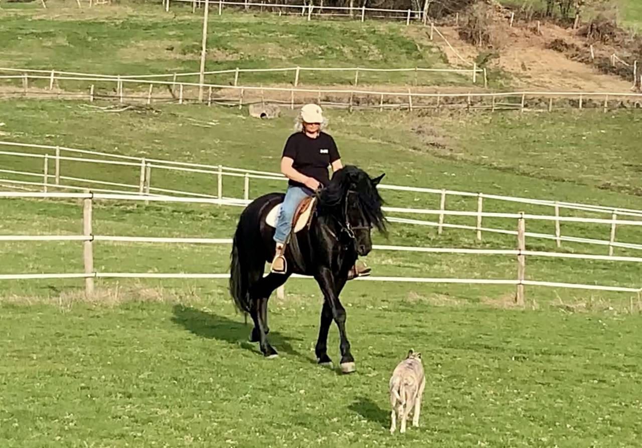 Magnifique hongre noir PRE plein papier de 8 ans