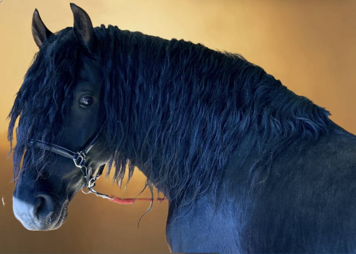 Magnifique hongre noir PRE plein papier de 8 ans