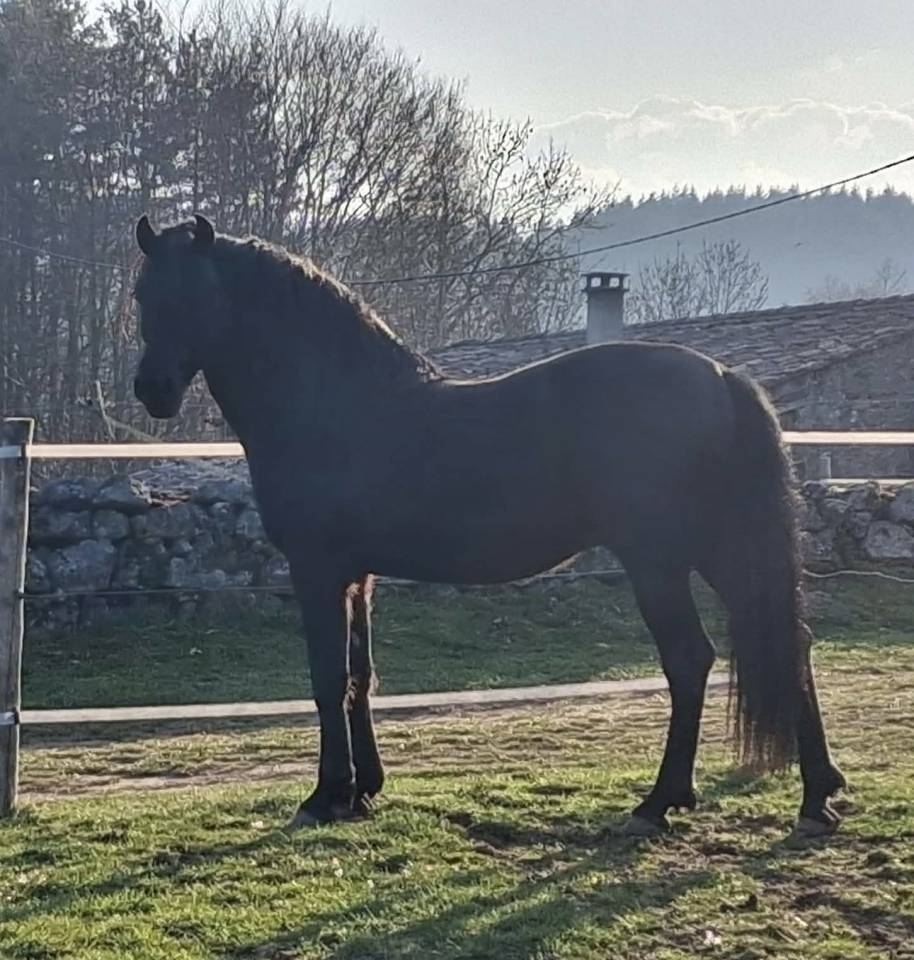 Magnifique hongre noir PRE plein papier de 8 ans