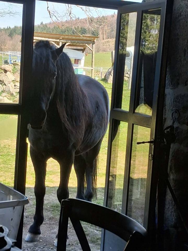 Magnifique hongre noir PRE plein papier de 8 ans