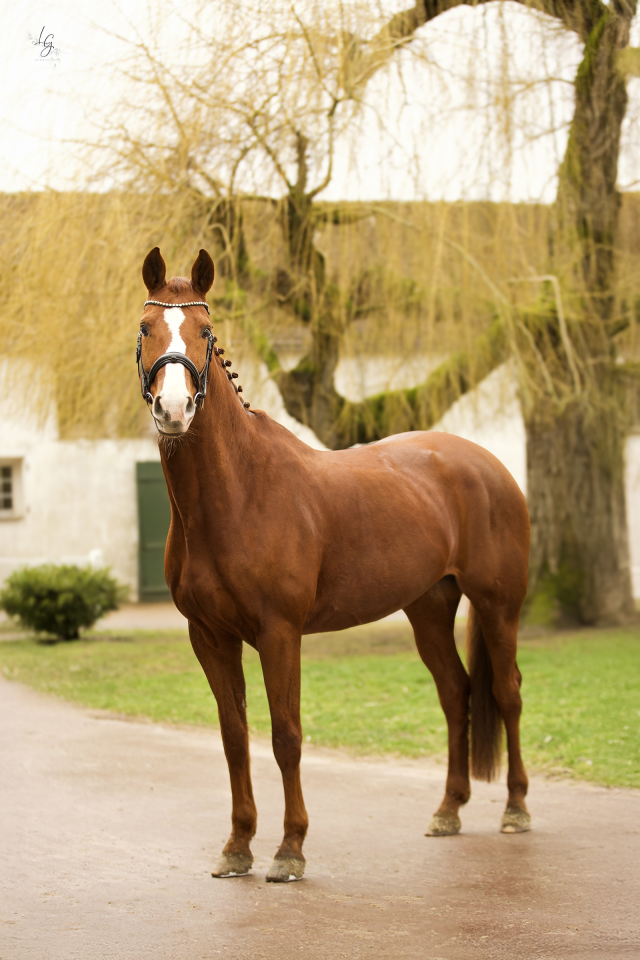 &Eacute;l&eacute;gante jument hanovrienne &ndash; Interm&eacute;diaire confirm&eacute;