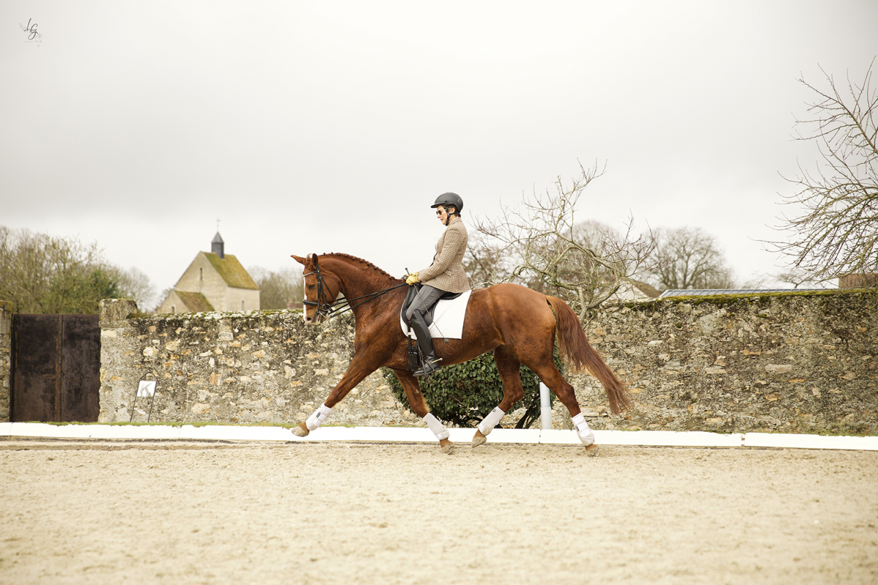 &Eacute;l&eacute;gante jument hanovrienne &ndash; Interm&eacute;diaire confirm&eacute;