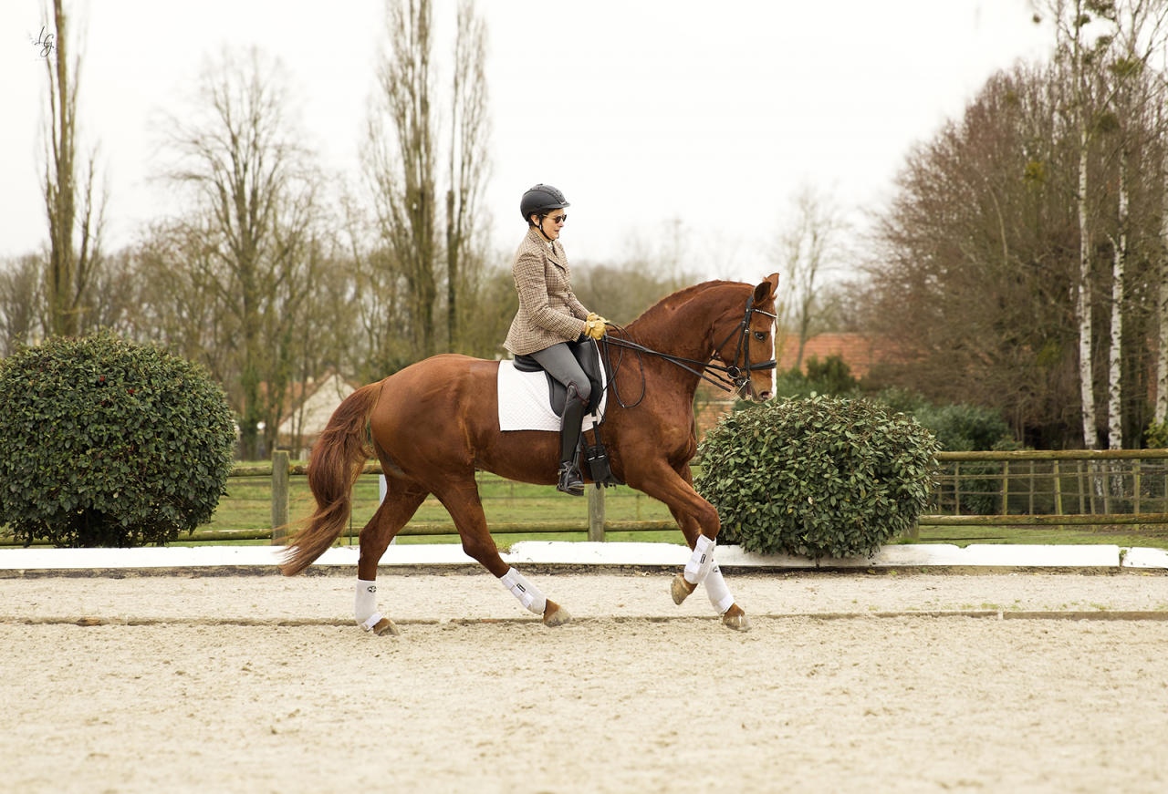 &Eacute;l&eacute;gante jument hanovrienne &ndash; Interm&eacute;diaire confirm&eacute;