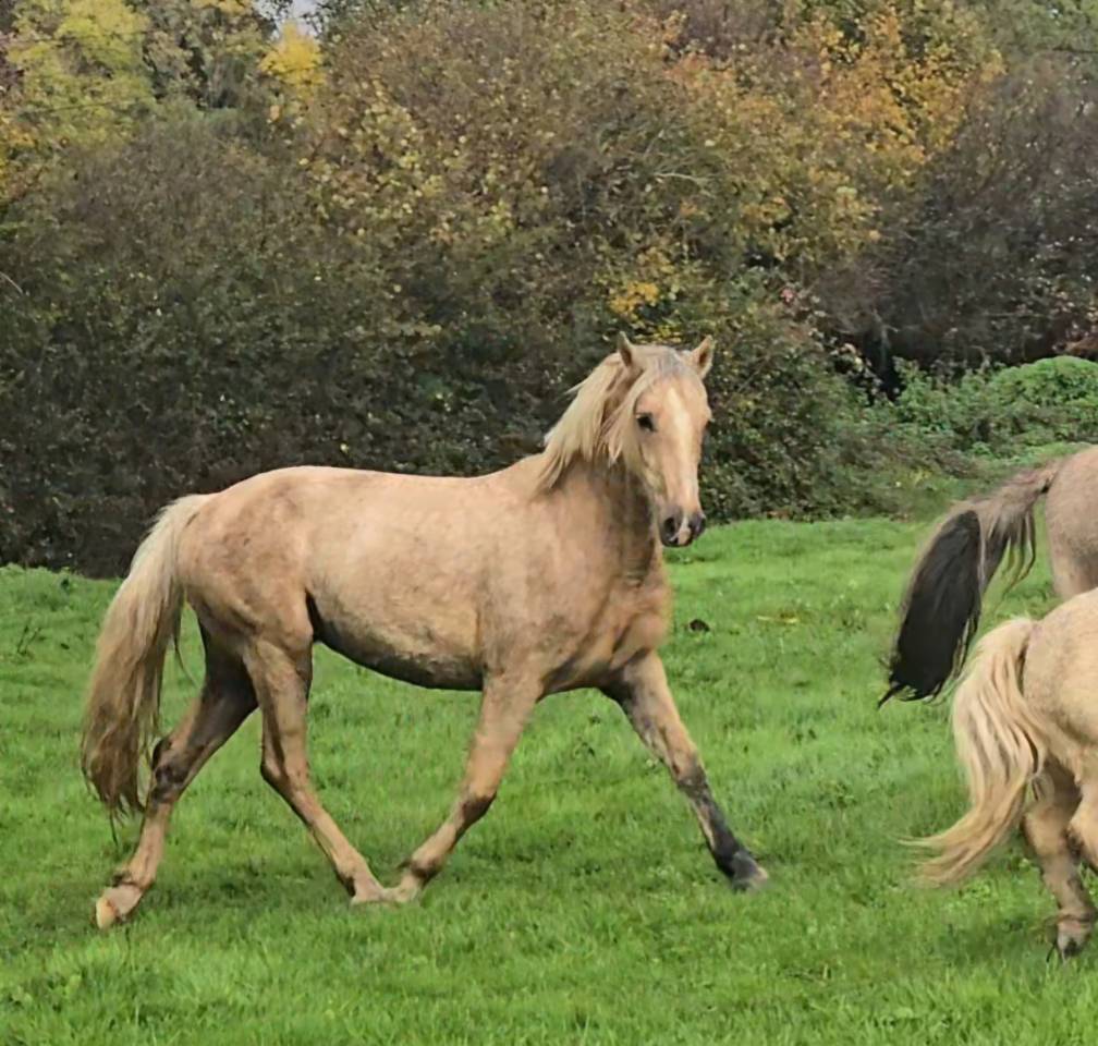 Jument Welsh Cob de 2023
