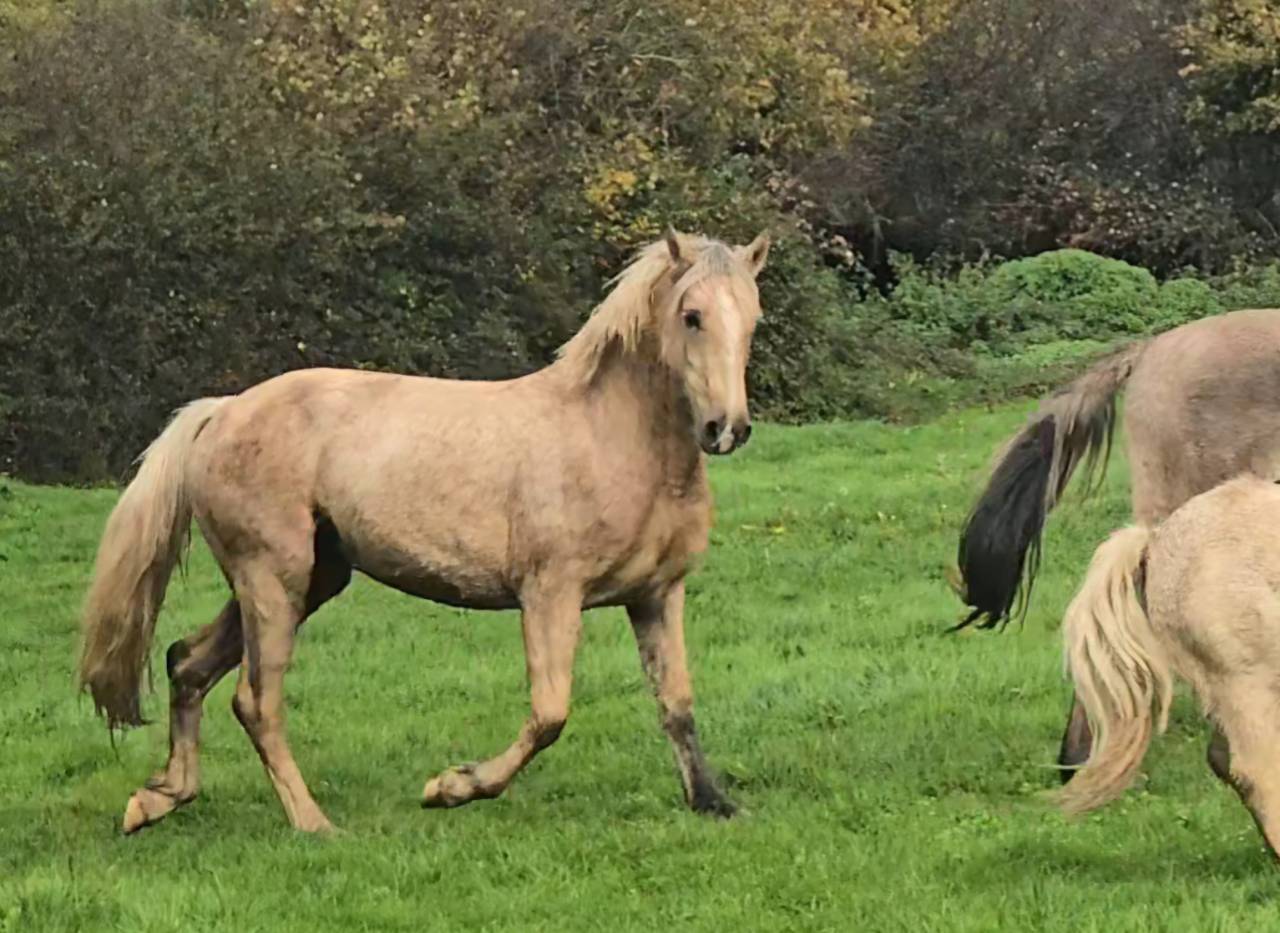 Jument Welsh Cob de 2023