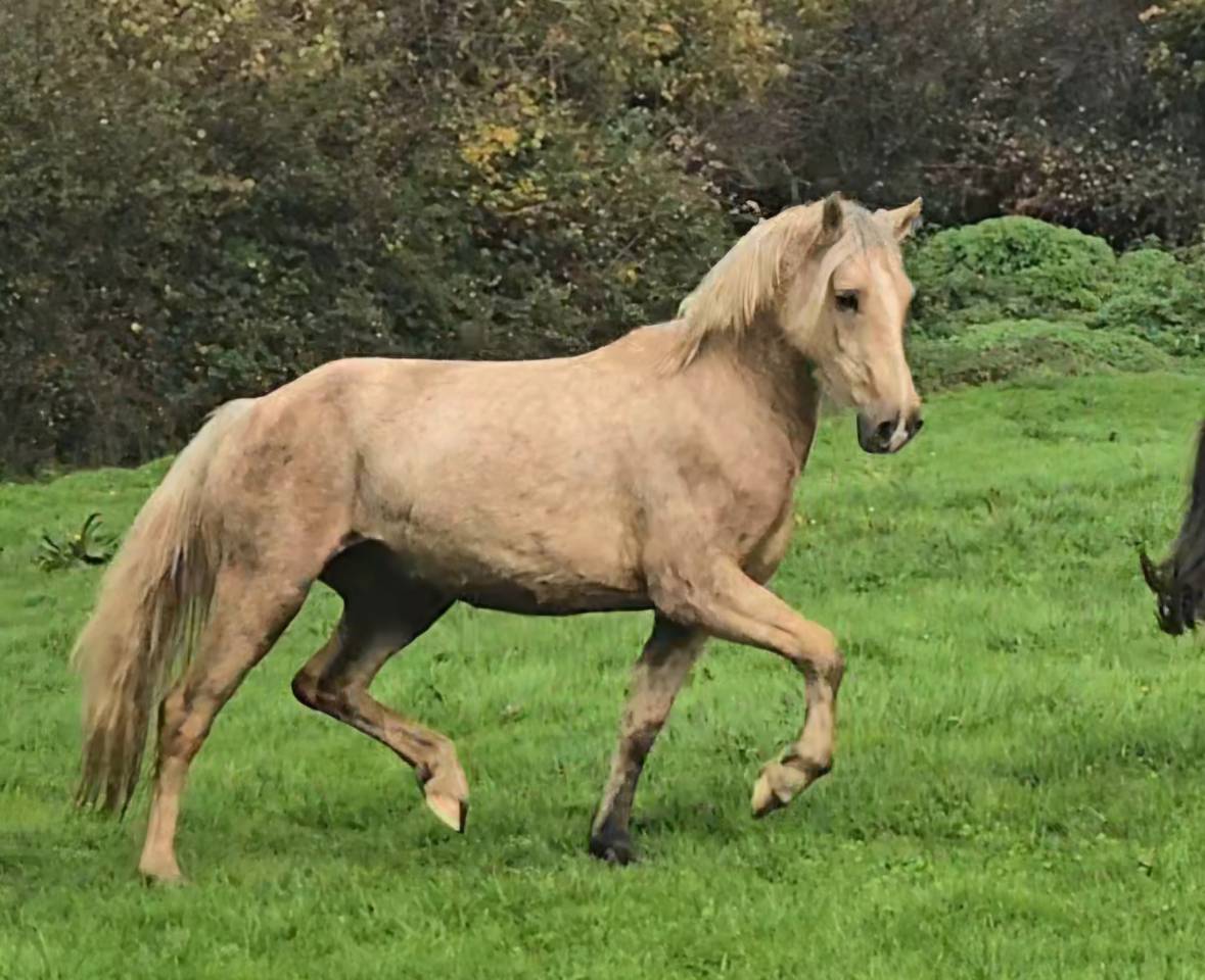 Jument Welsh Cob de 2023