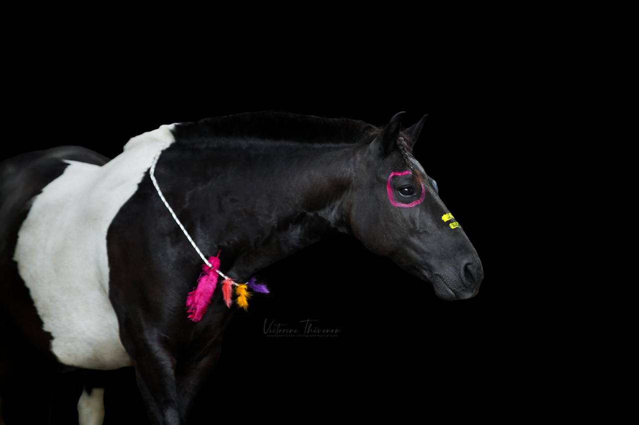 Coco mambo - Poney &agrave; vendre 