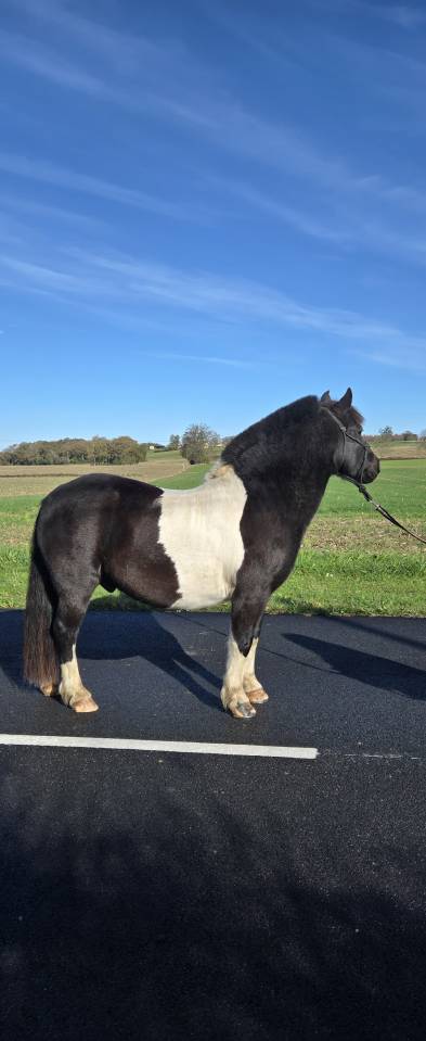 Coco mambo - Poney &agrave; vendre 