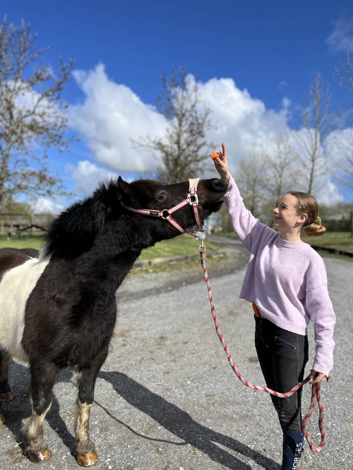 Coco mambo - Poney &agrave; vendre 