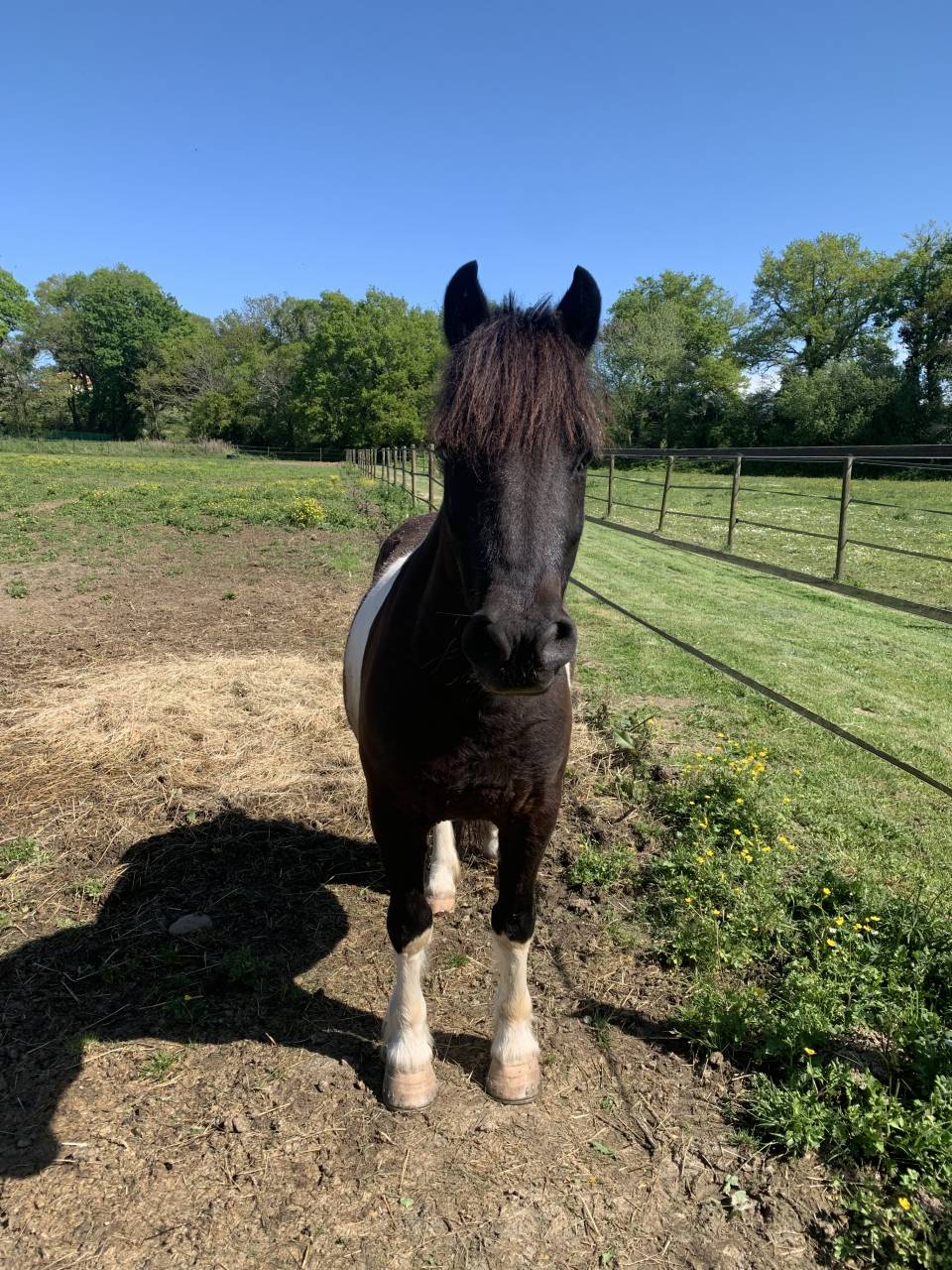 Coco mambo - Poney &agrave; vendre 