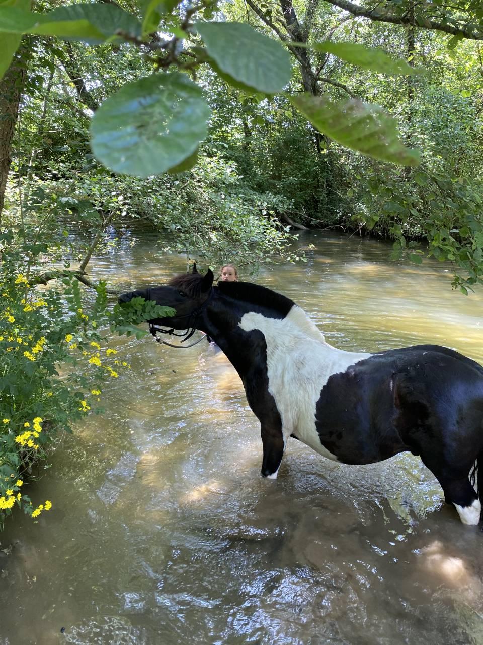 Coco mambo - Poney &agrave; vendre 