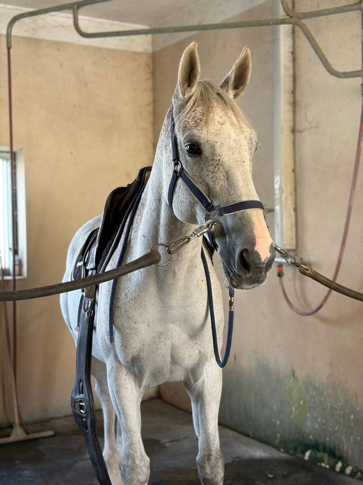 Cheval de sport CSO  Amateur &Eacute;lite Pro 3 10ans