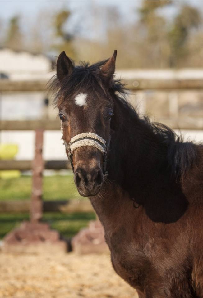 Poney New forest Isabelle Taille D 