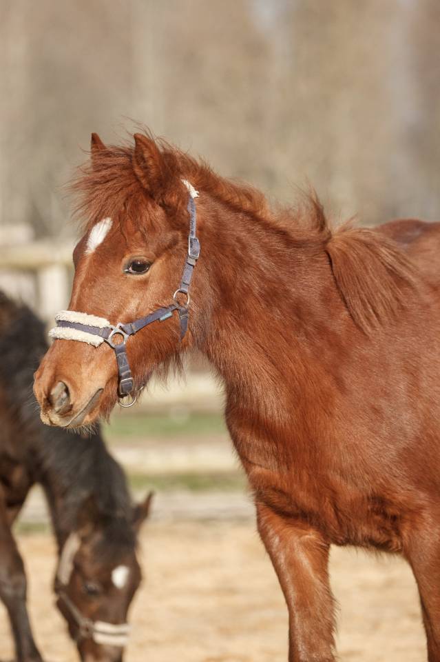 Ponette New forest taille D