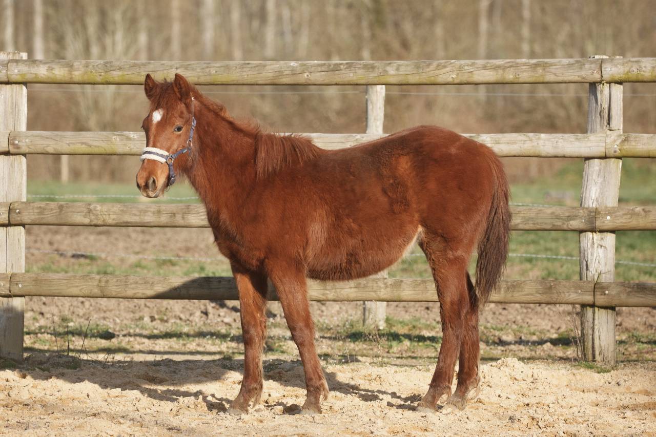 Ponette New forest taille D