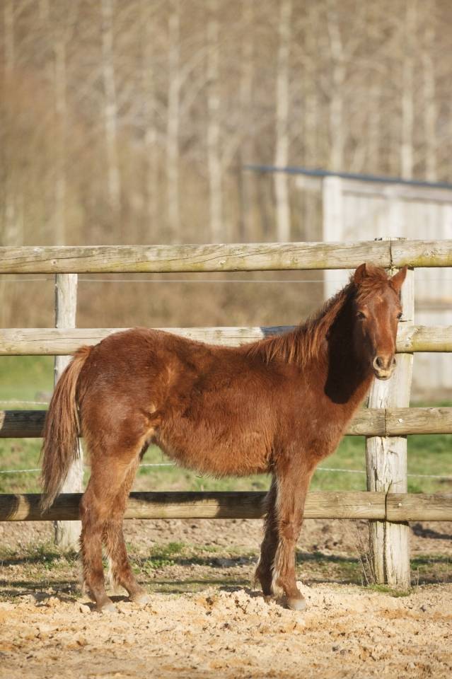 Ponette New forest de croisement Taille C adulte 