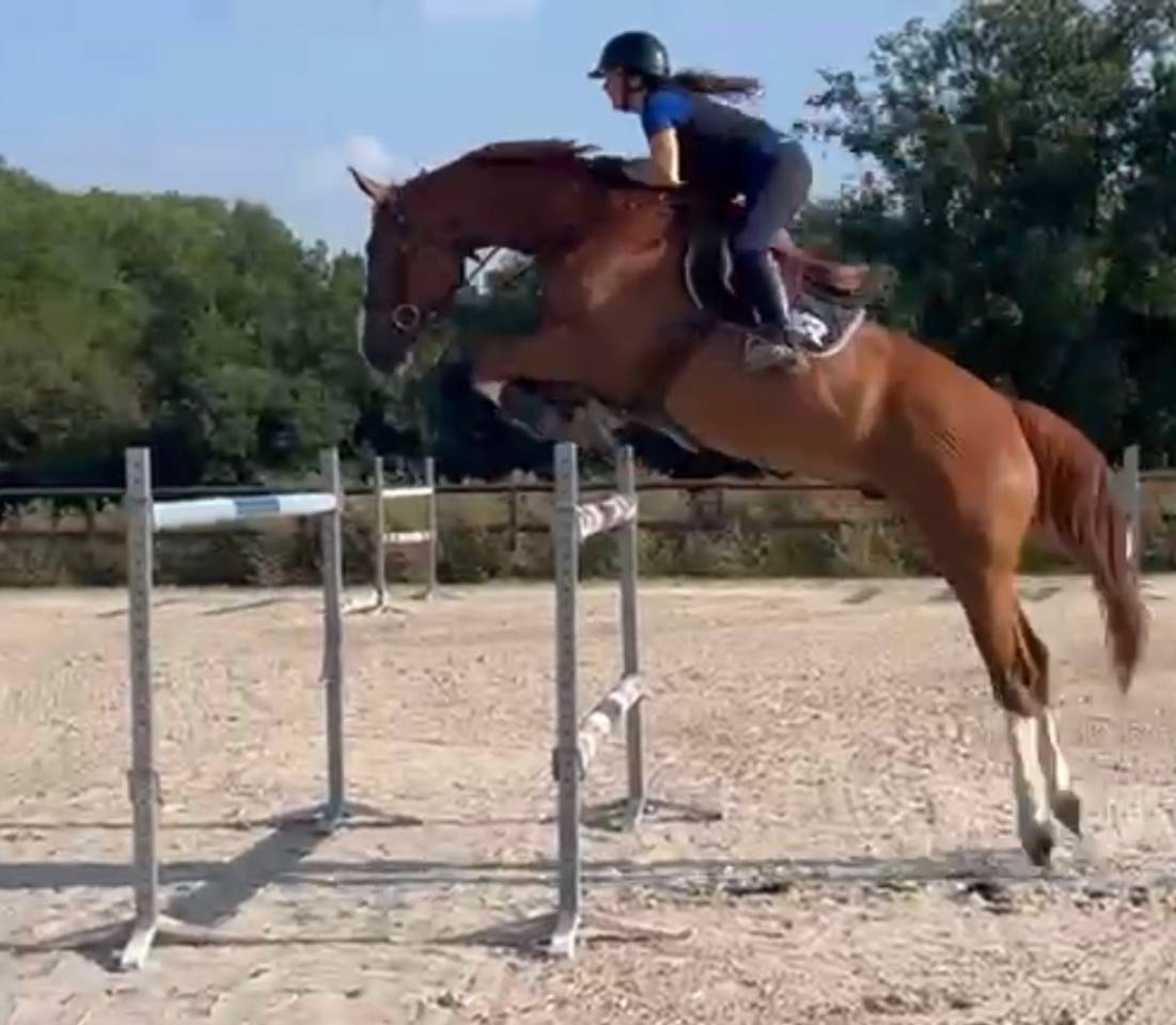 Hongre de 9 ans CSO 135/140