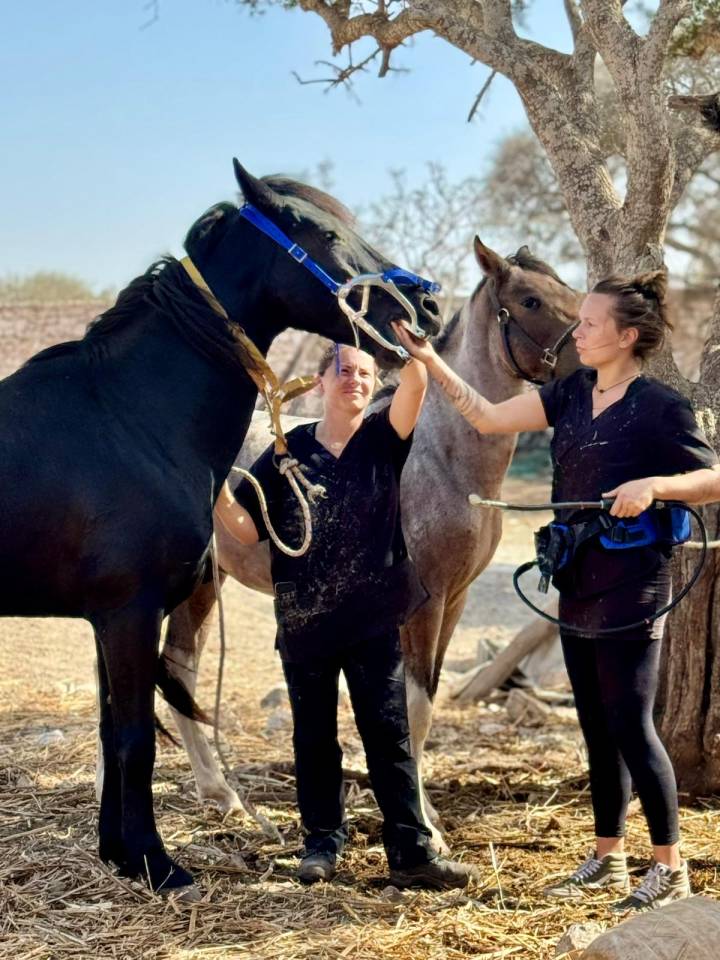 Dentiste - Technicien dentaire &eacute;quin 