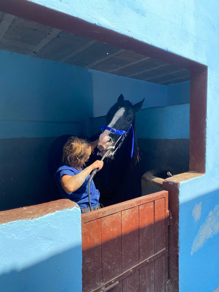 Dentiste - Technicien dentaire &eacute;quin 