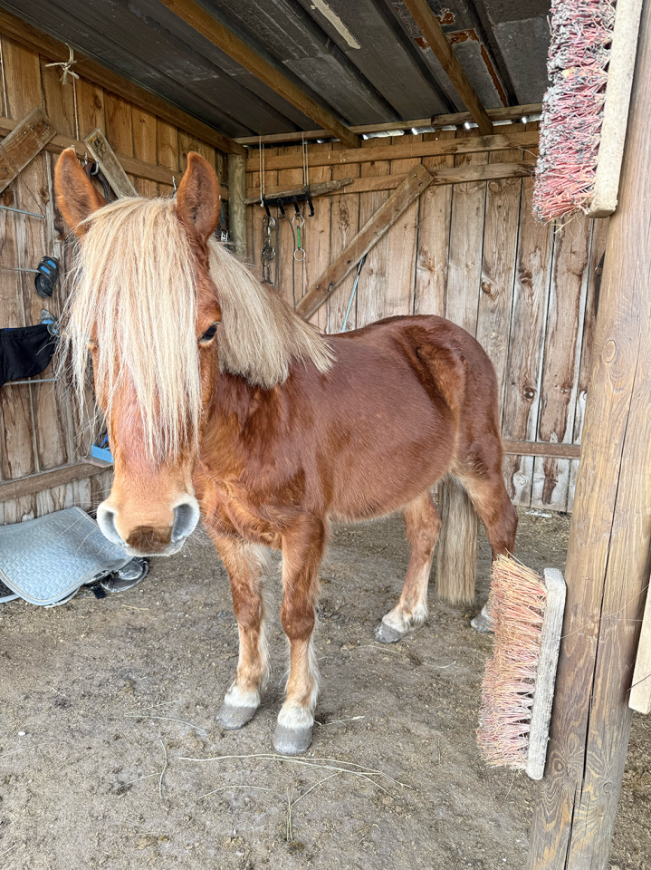 Poney B porteur 4 ans 